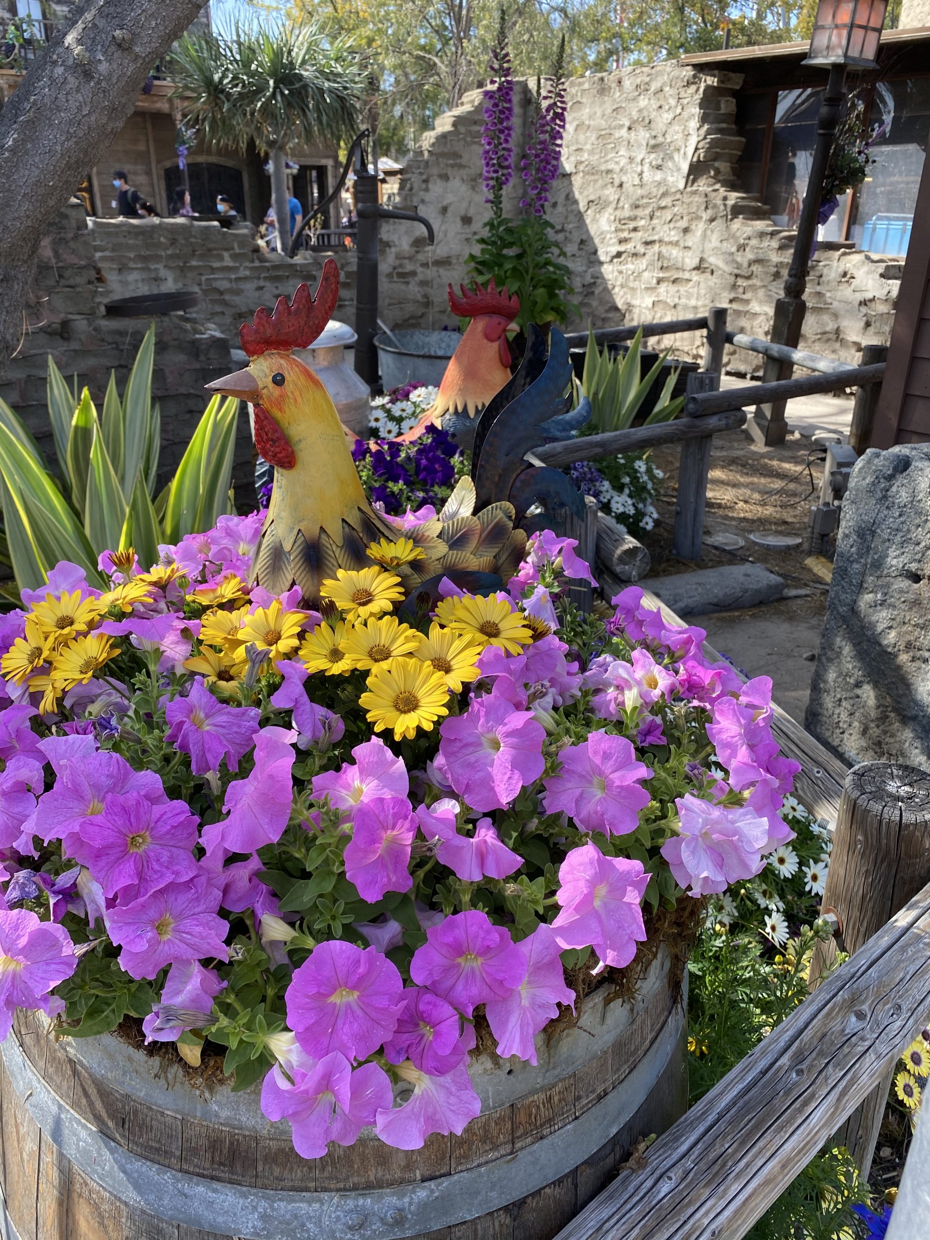 Roosters hiding in the flowers at Knott's Berry Farm