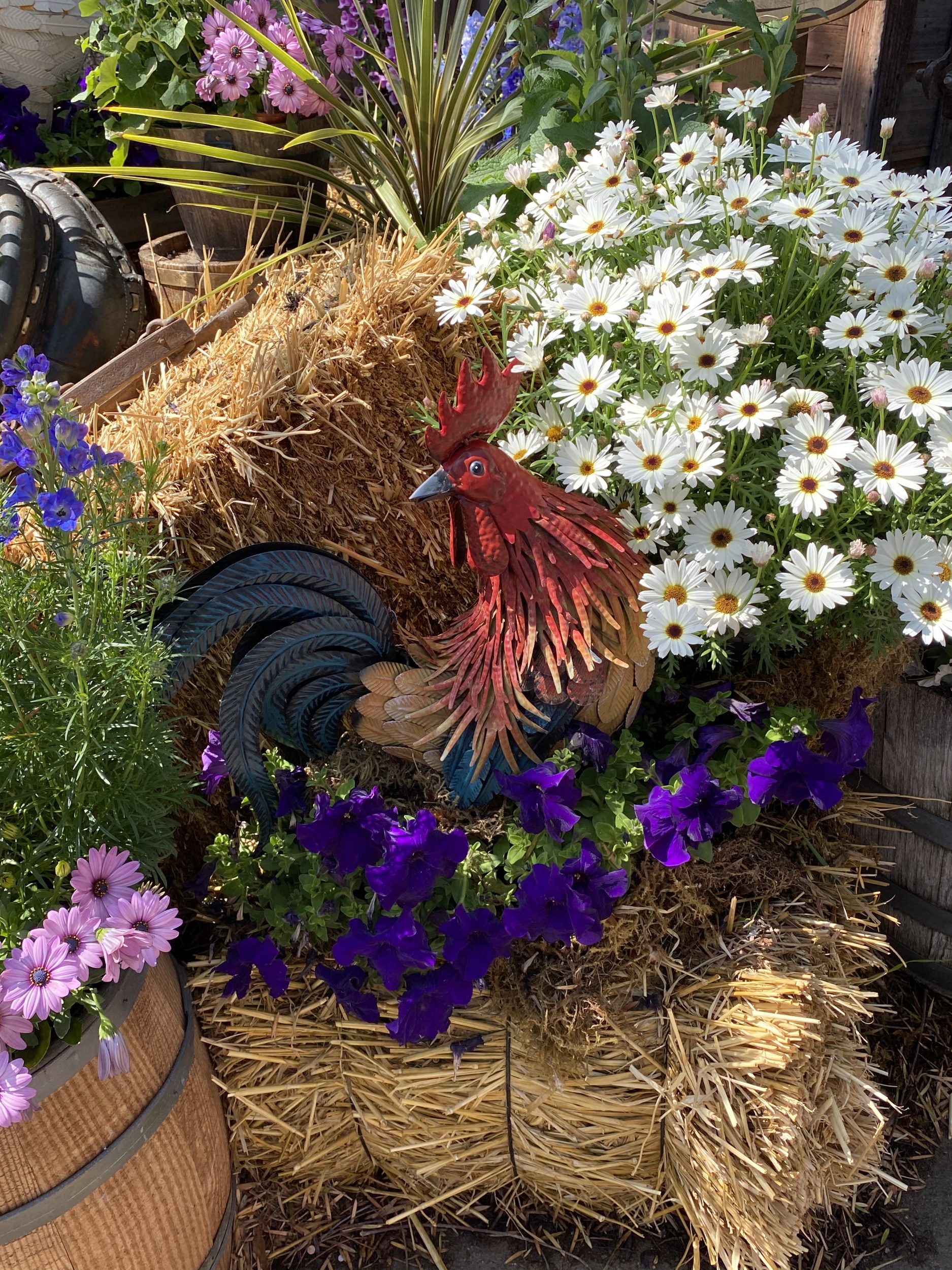 Colorful rooster on display at Knott's Berry Farm