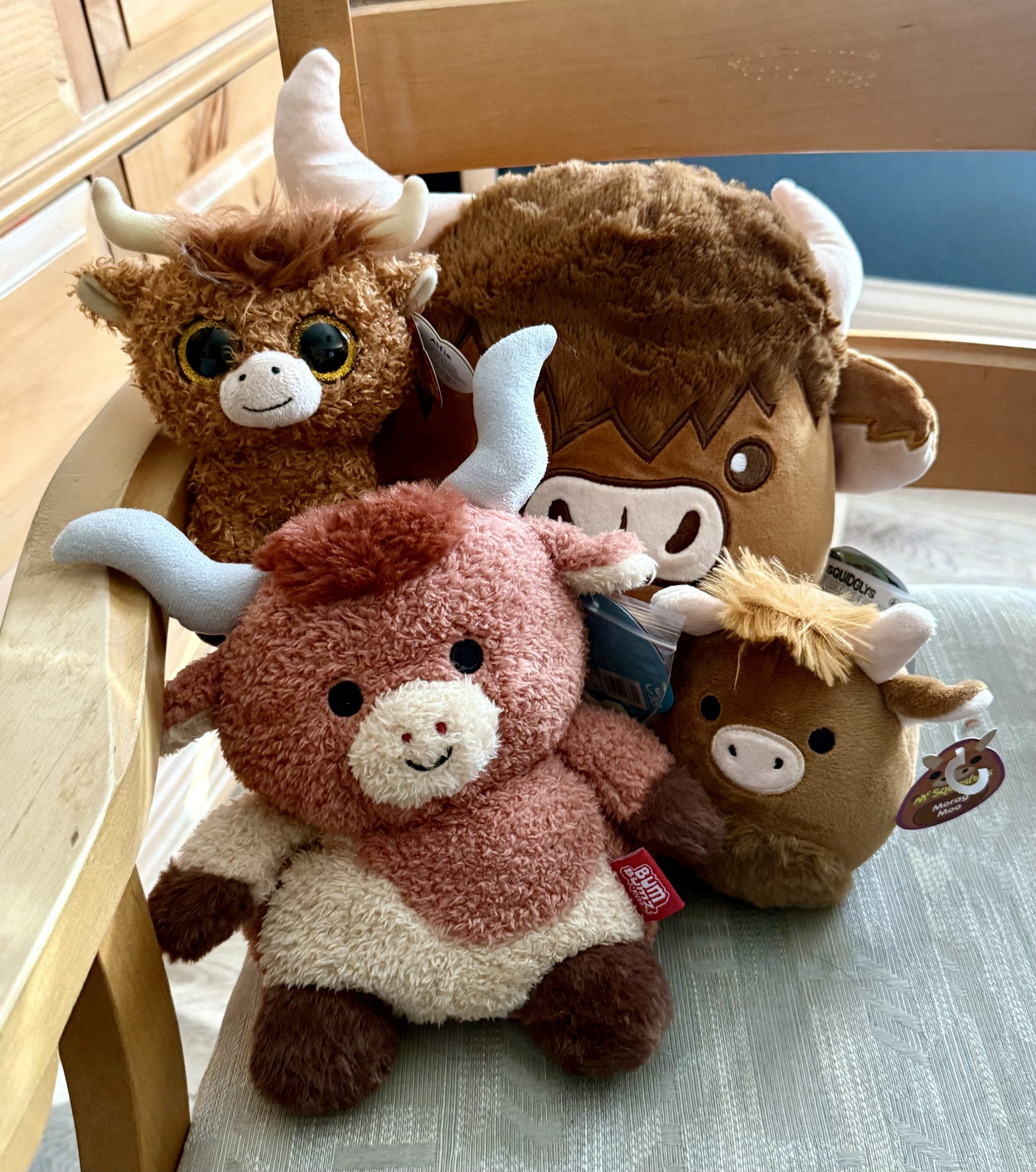 Denise M. Colby highland cow collection